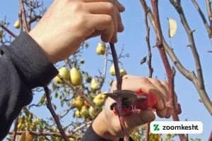 هرس درخت گلابی