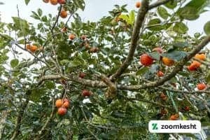 کاشت درخت خرمالو