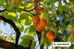 کاشت درخت خرمالو