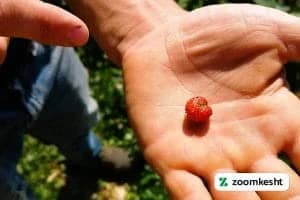 آفات توت فرنگی