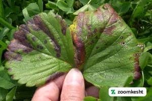 بیماری های توت فرنگی