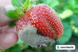 بیماری های توت فرنگی