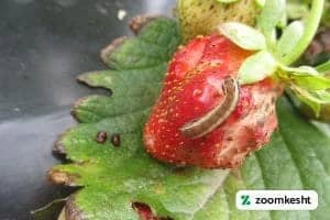 آفات توت فرنگی