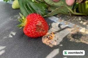 آفات توت فرنگی