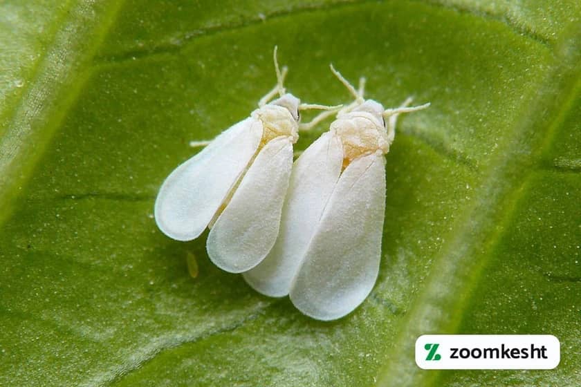 بیماری های خرمالو