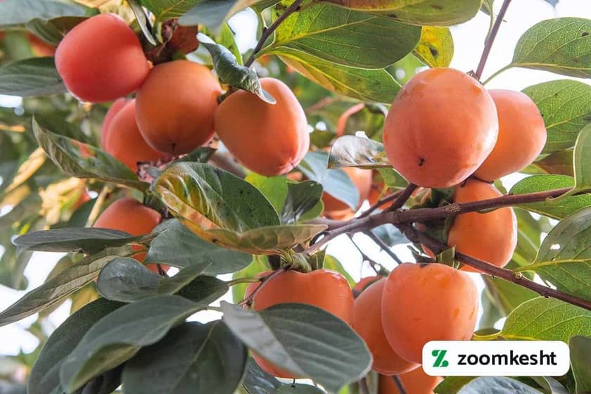 بیماری های خرمالو