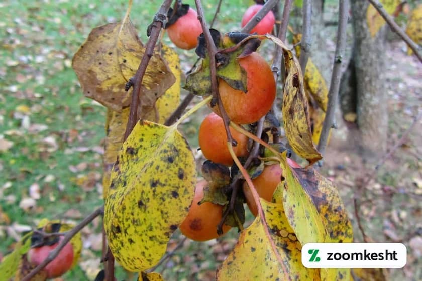 بیماری های خرمالو