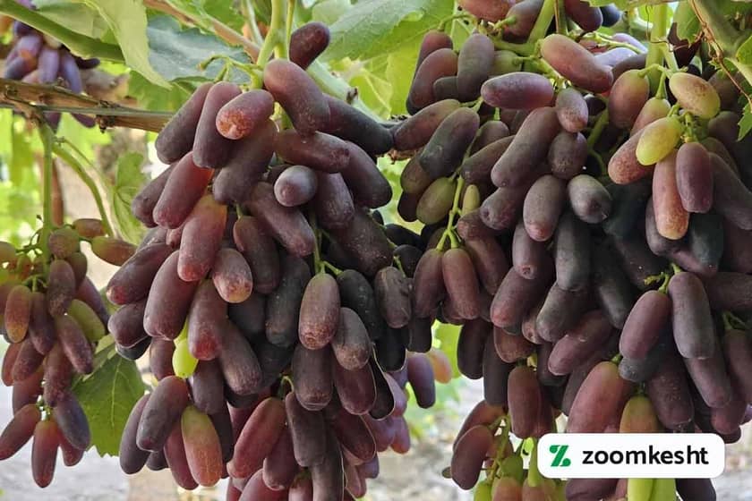 گرانترین نهال انگور