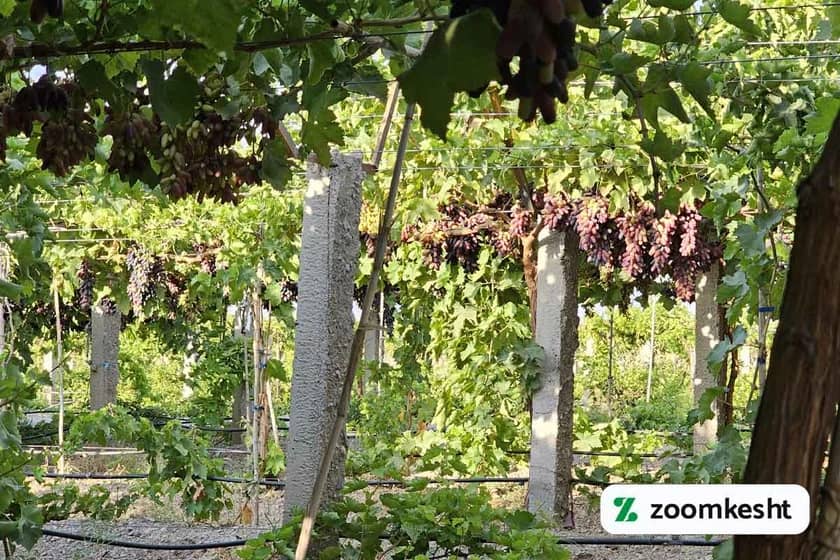 گرانترین نهال انگور