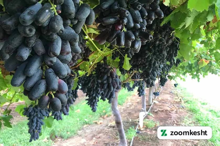 گرانترین نهال انگور