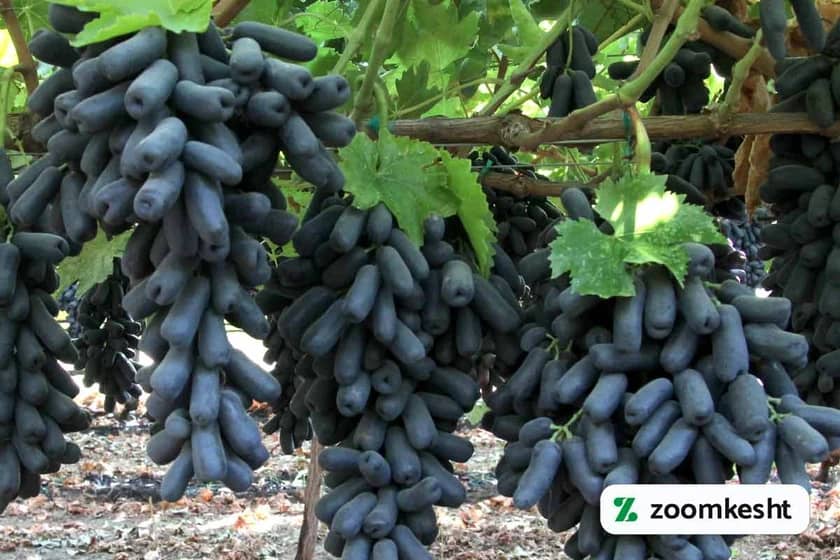 گرانترین نهال انگور