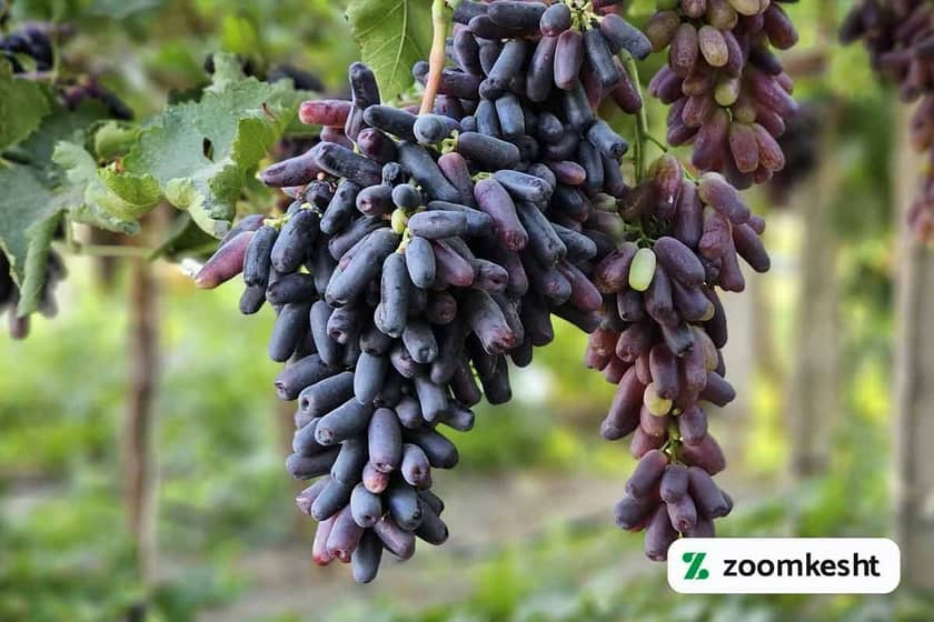 گرانترین نهال انگور