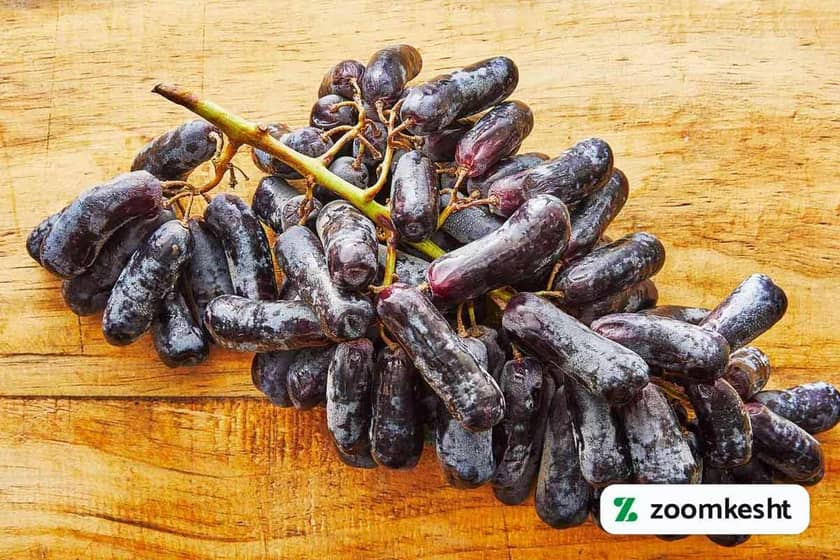 گرانترین نهال انگور