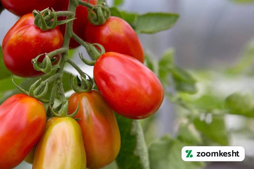 بذر گوجه فرنگی