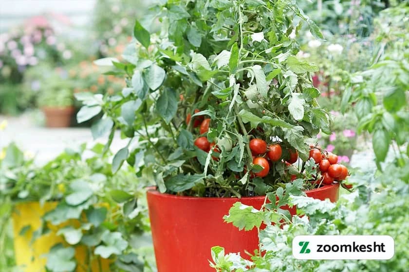 بذر گوجه فرنگی