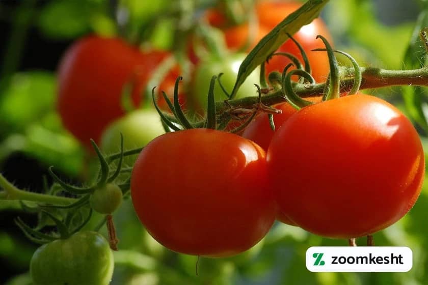 بذر گوجه فرنگی