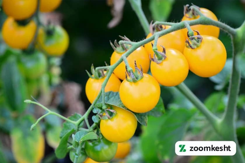 بذر گوجه فرنگی