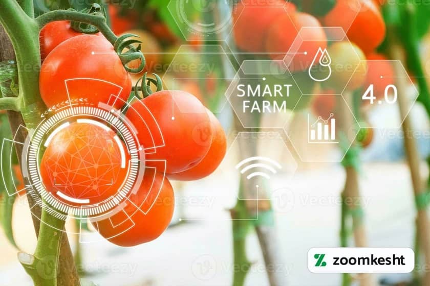 1765997585726-7137744.webp کشاورزی گوجه فرنگی