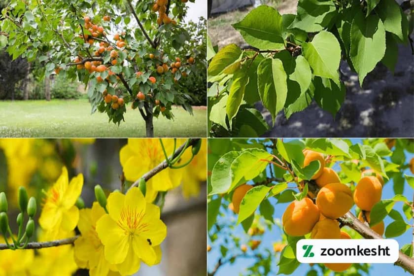 کاشت درخت زردآلو