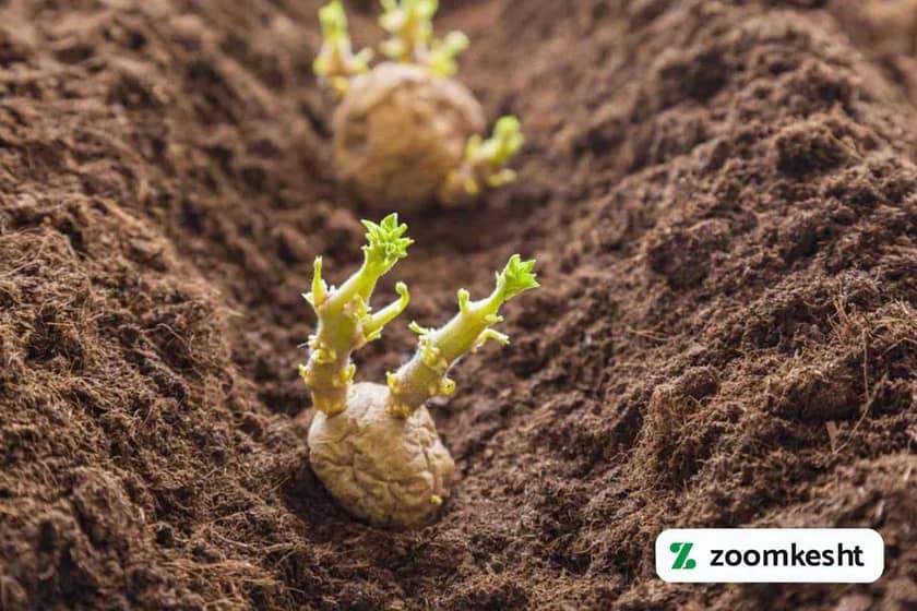 کاشت سیب زمینی