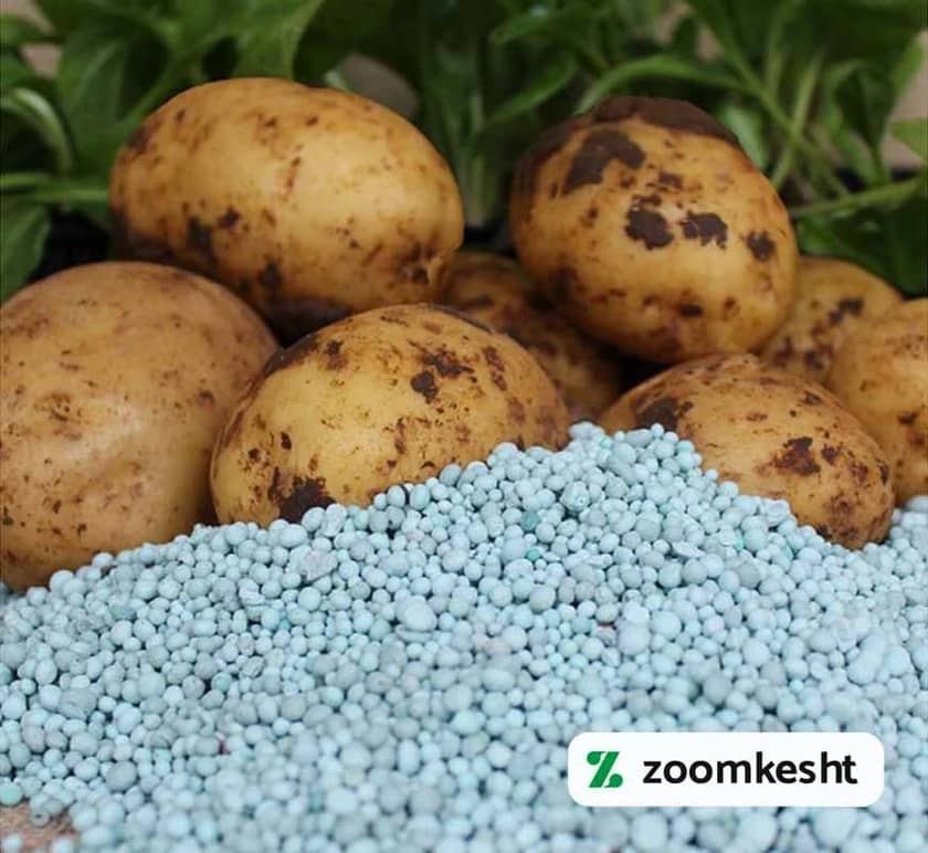 کوددهی سیب زمینی