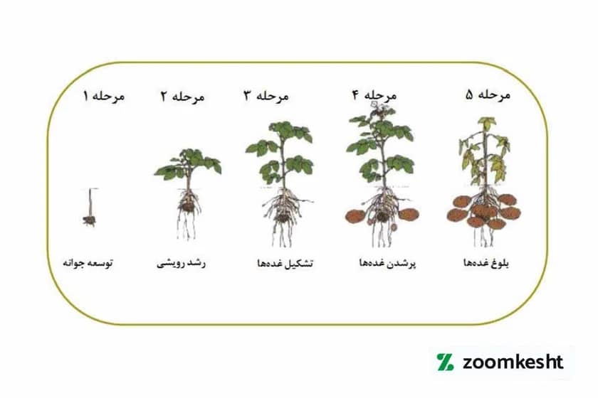 مراحل رشد سیب زمینی