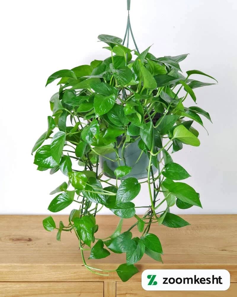 پرپشت کردن پتوس