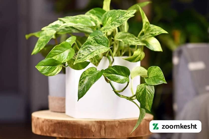 پرپشت کردن گل پتوس