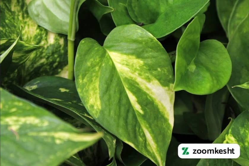 پرپشت کردن پتوس