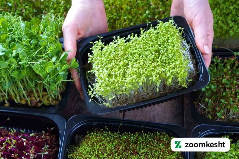 کاشت سبزه گندم