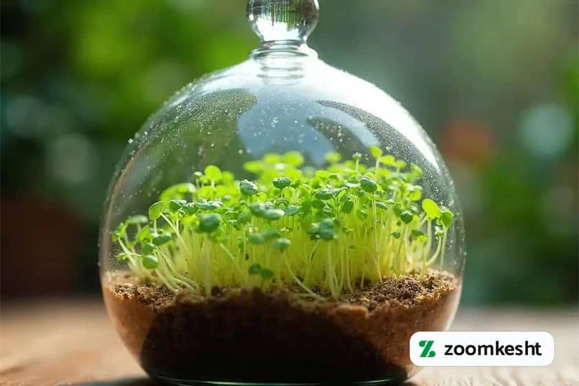 تزیین سبزه عید