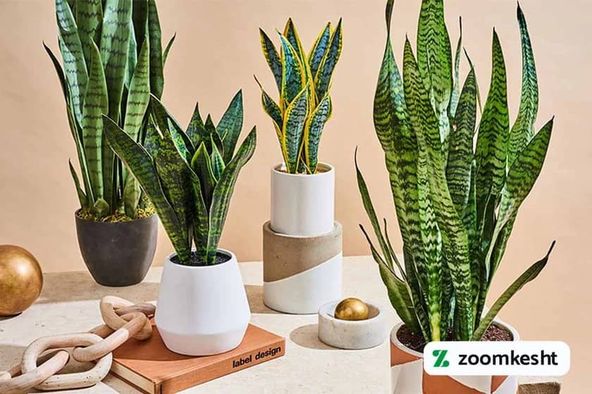 سانسوریا گیاه مقاوم به کم آبی