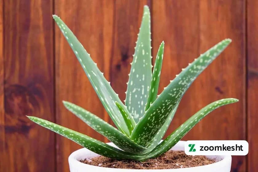 آلوئه ورا گیاه مقاوم