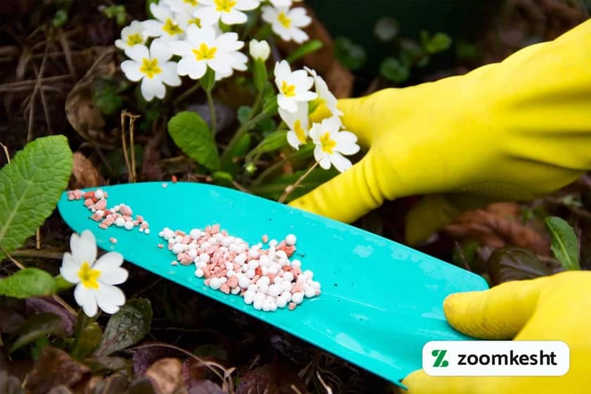 کوددهی گل و گیاه