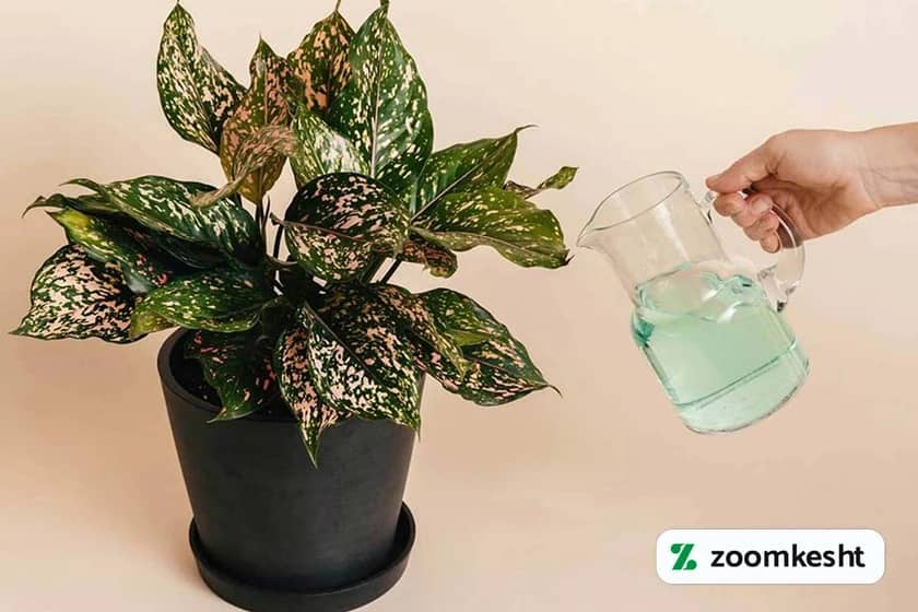 کوددهی گل و گیاه