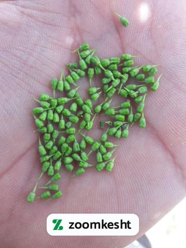 آفت تریپس انگور