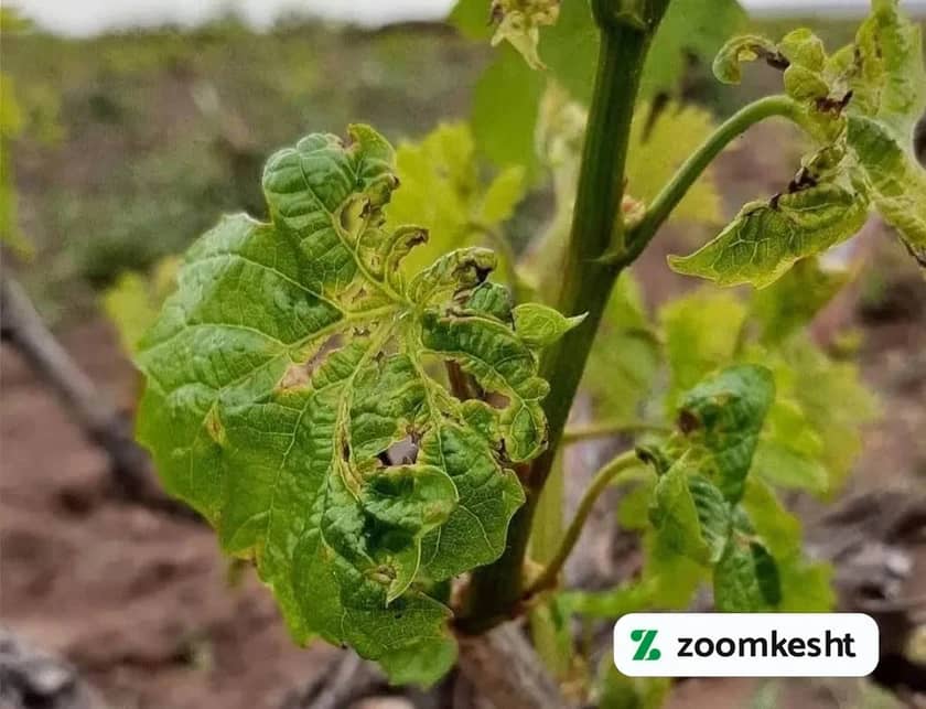 تریپس انگور