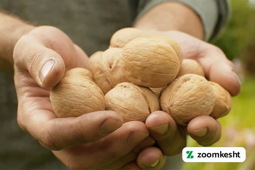 گران‌ترین نهال میوه