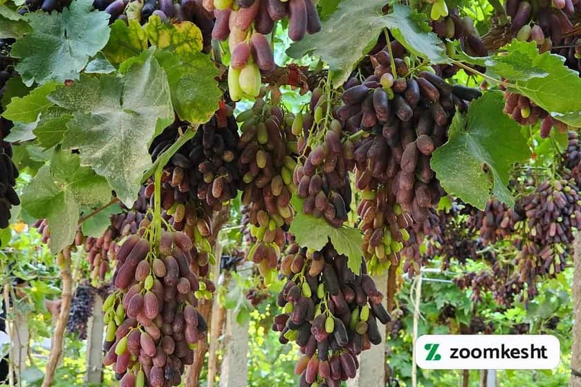 گران‌ترین نهال میوه