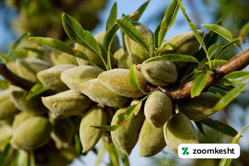 نهال بادام فرانیس "گران‌ترین نهال میوه"