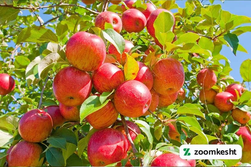 نهال سیب شیشه‌ای (گلاب) "گران‌ترین نهال میوه"