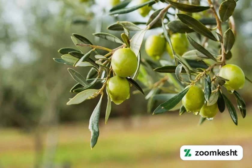 نهال زیتون آربکین "گران‌ترین نهال میوه"