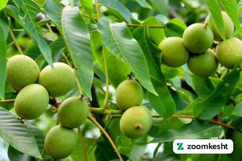 نهال گردو فرنور "بهترین نهال گردو"