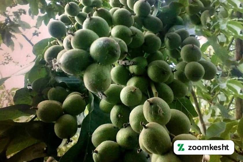 نهال گردو ژنوتیپ برتر "بهترین نهال گردو"