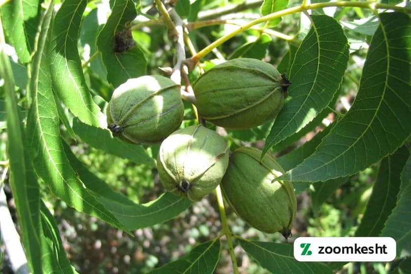 نهال گردو پکان آمریکایی "بهترین نهال گردو"