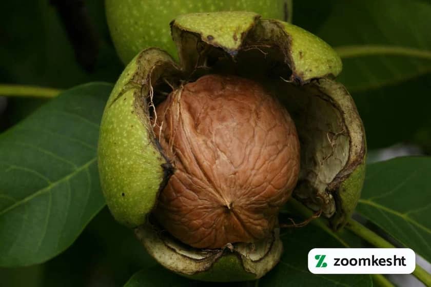 نهال گردو اسرائیلی (فلسطینی) "بهترین نهال گردو"