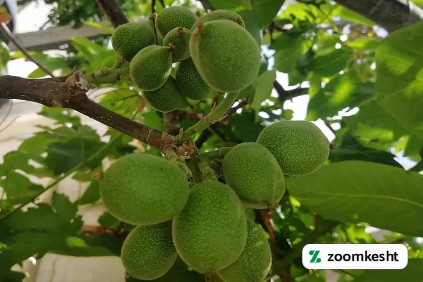 نهال گردو کانادایی "بهترین نهال گردو"