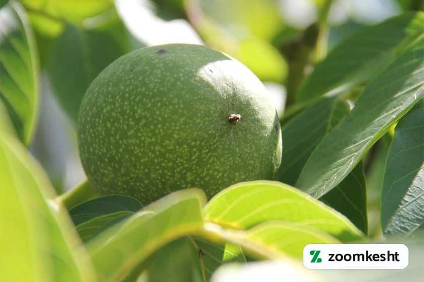 نهال گردو فرانکت "بهترین نهال گردو"