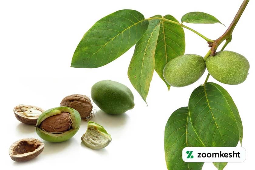 نهال گردو هارتلی "بهترین نهال گردو"