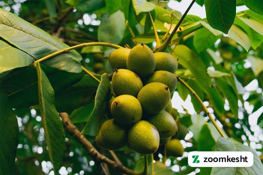 نهال گردو پدرو "بهترین نهال گردو"